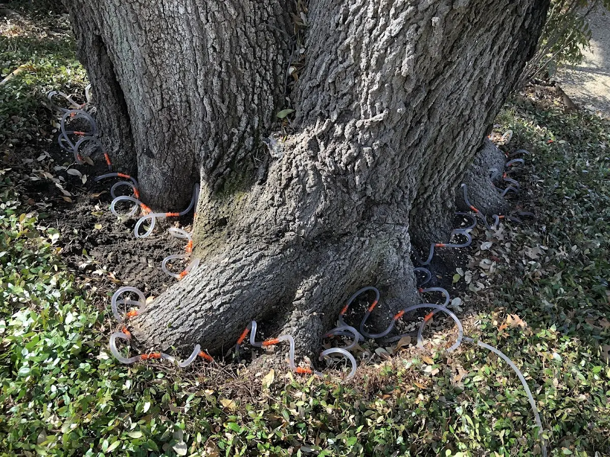 Detailed Tree Cabling and Bracing job site in North Grosvenordale