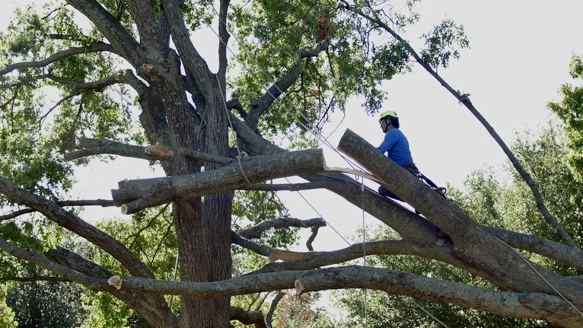 Professional Crown Thinning performed by certified arborists in North Grosvenordale