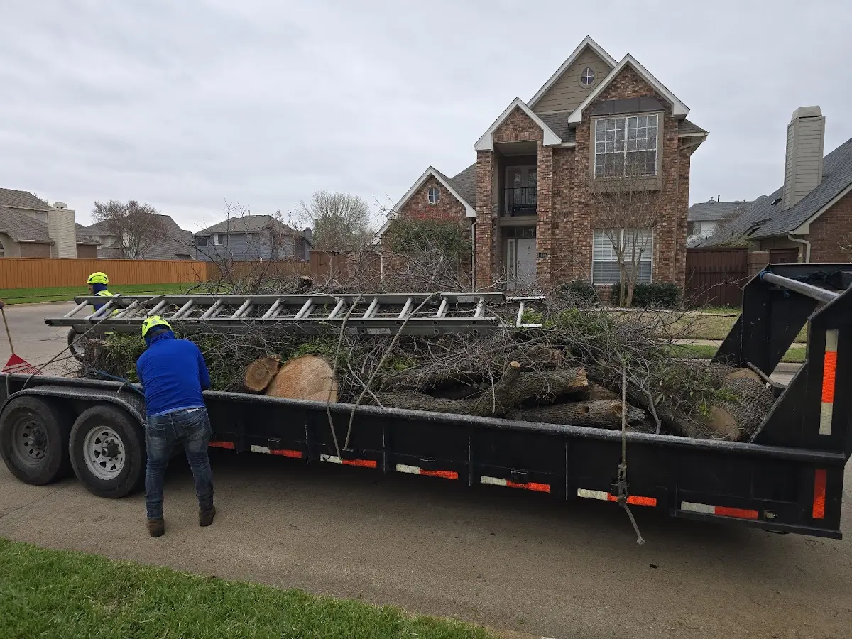 Expert Tree Pest Control with proper safety equipment in North Grosvenordale